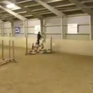 Anden særlig race Højtofts Waterloo