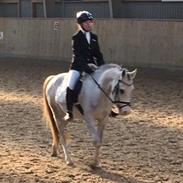 Anden særlig race Højtofts Waterloo