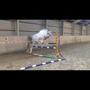 Anden særlig race Højtofts Waterloo