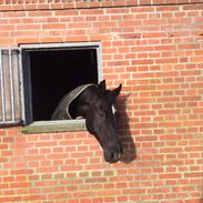 Dansk Varmblod Dusty søndertoft R.I.P (himmelhest)
