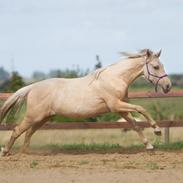 Anden særlig race Himalaya