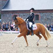 Tysk Sportspony Der Harlekin B A-pony