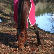 Anden særlig race Gavnbogårds Sofia