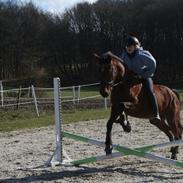 Anden særlig race Gavnbogårds Sofia