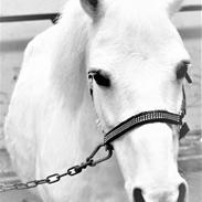 Anden særlig race Peter Pan