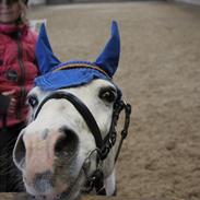 Anden særlig race Peter Pan