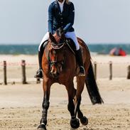 Dansk Varmblod Frydenborgs Quality