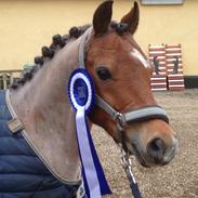 Welsh Pony (sec B) Leucarum Elijah