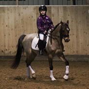 Welsh Pony (sec B) Leucarum Elijah