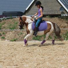 Anden særlig race Øglekærgaards Chevas - RIP