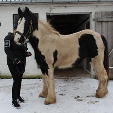 Irish Cob Falangtus Af Vestervangen