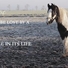 Irish Cob Falangtus Af Vestervangen