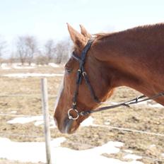 Frederiksborg Red diamond