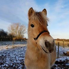 Fjordhest Risdal's kaisa