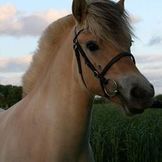 Fjordhest Risdal's kaisa