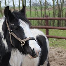 Irish Cob Falangtus Af Vestervangen