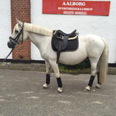 Anden særlig race Klaus