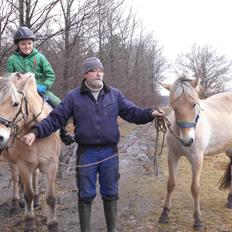 Fjordhest Vrå nikita