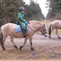 Fjordhest Vrå nikita