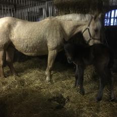 Anden særlig race Anyskas Adina