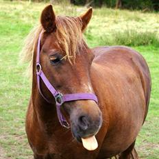Anden særlig race Felix