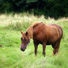 Anden særlig race Felix
