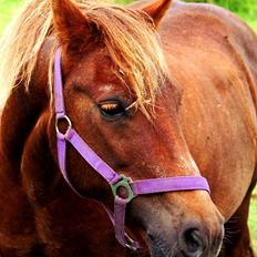 Anden særlig race Felix