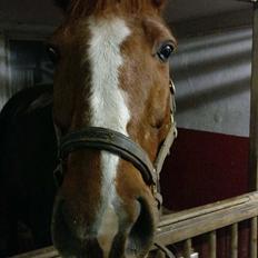 Dansk Varmblod Don Diamo