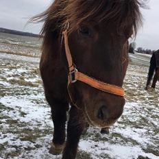 Shetlænder Pocahontas 