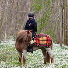 Hollandsk Sportspony Billy Boy