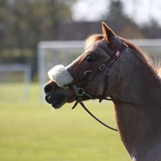 Hollandsk Sportspony Billy Boy