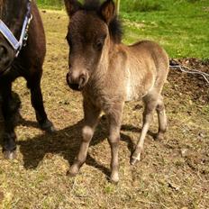 Shetlænder Donkey Of Nobility
