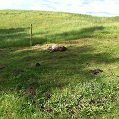 Shetlænder Donkey Of Nobility