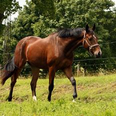 Dansk Varmblod Dortheas Delino R.I.P. Min dejlige dreng 