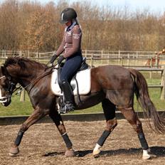 DSP Ecru Bonheur Rosendal 