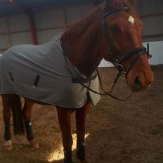 Dansk Varmblod Bækgårdens Amazing 