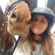 Dansk Varmblod Bækgårdens Amazing 