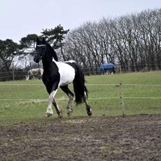 Barockpinto Hc-Horses Opposites Playboy