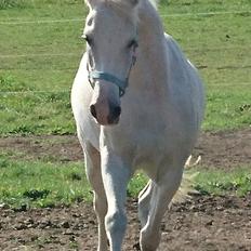 Anden særlig race Skyggefaxe (Lakse) lånehest