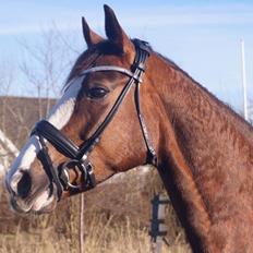 Dansk Varmblod De rouge