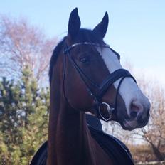 Dansk Varmblod De rouge