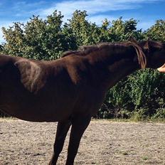 Anden særlig race Coppen