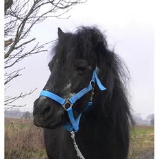 Anden særlig race Buller