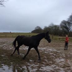 Dansk Varmblod Dusty søndertoft R.I.P (himmelhest)