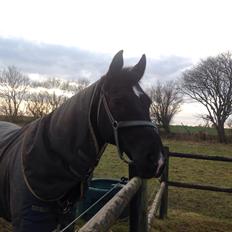 Dansk Varmblod Dusty søndertoft R.I.P (himmelhest)