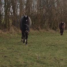Dansk Varmblod Dusty søndertoft R.I.P (himmelhest)