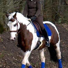 Hollandsk Varmblod Axioma's Breezer