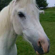Anden særlig race Skyggefaxe (Lakse) lånehest
