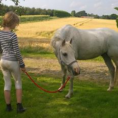 Anden særlig race Skyggefaxe (Lakse) lånehest