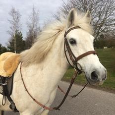 Anden særlig race - Ullive [Udlånt]